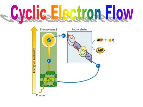 Cyclic Electron Flow Diagram