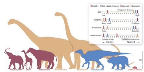 Sauropod Size Comparison