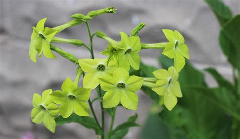 Plant to know: Nicotiana alata | The Impatient Gardener