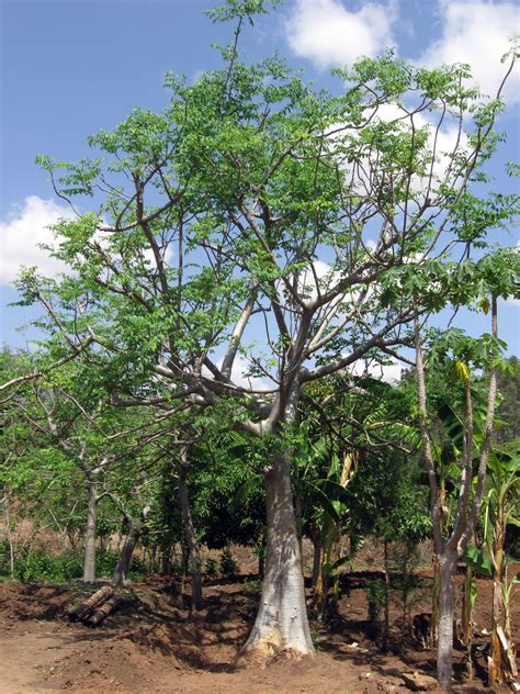 File:Ethiopia - Mature Moringa stenopetala tree - March 2011.jpg - Wikimedia Commons
