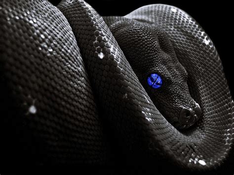 Black Snake Wallpapers - Top Free Black Snake Backgrounds - WallpaperAccess