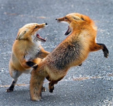 18 best =:> Fox Fight images on Pinterest | Fox, Foxes and Red fox