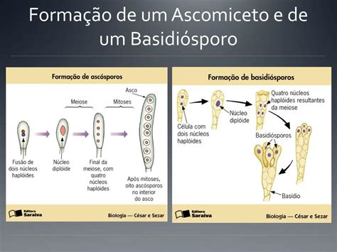 PPT - Reino Fungi e Liquen PowerPoint Presentation, free download - ID:2155679