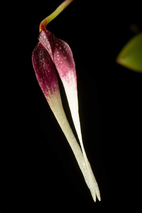 [Papua New Guinea] Bulbophyllum contortisepalum (Red form)… | Flickr