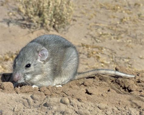 Woodrats | Internet Center for Wildlife Damage Management