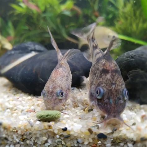 Corydoras paleatus - Facts, Diet, Habitat & Pictures on Animalia.bio