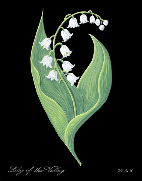 Lily of the Valley May Birth Month Flower Botanical Print on Black - Art by Jen Montgomery ...