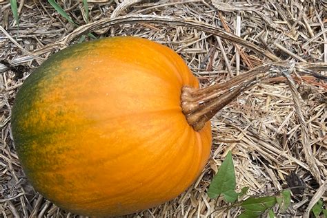 American pumpkin (Energy Garden Plants) · iNaturalist