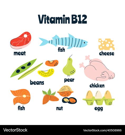 Main food sources of vitamin b12 the concept Vector Image