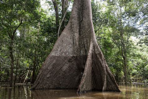 Stockton Biology News & Views: 15,000 Tree Species Found in the Amazon Rainforest