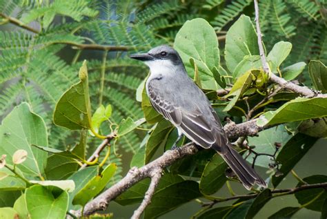 Len's Lens - Confessions of a digiscoper: Tobago: Gray Kingbird - Tyrannus dominicensis