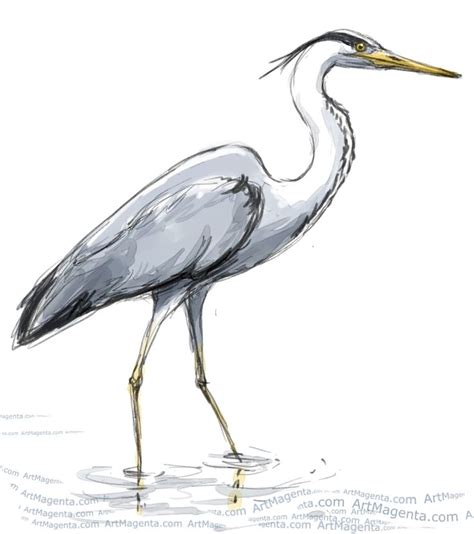 heron drawing - Google Search | Heron art, Bird sketch, Bird watercolor ...