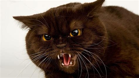 Angry Cat HD desktop wallpaper : Widescreen : High Definition : Fullscreen