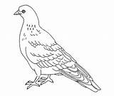 Free Printable Pigeon Coloring Pages For Kids sketch template