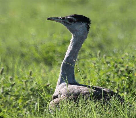 Central Australia Bird Photos: Australian Bustard - also known as Bush Turkey