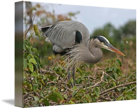 Great Blue Heron nesting by Tom Friedel