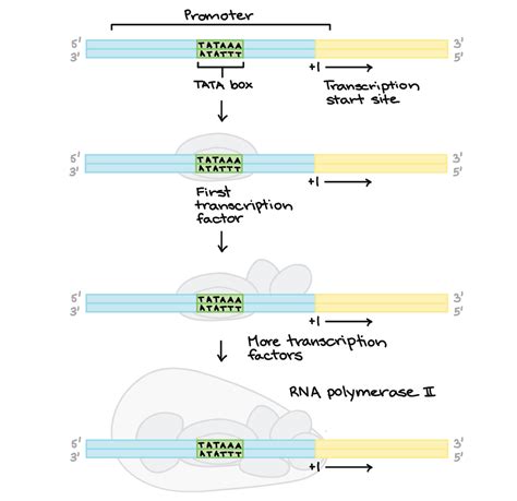 Mrna Transcription Diagram