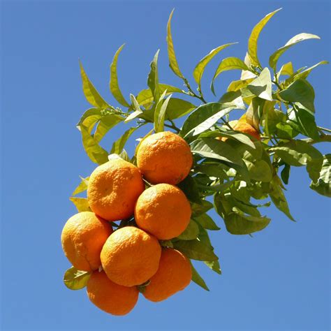 Bitter orange tree - Citrus aurantium