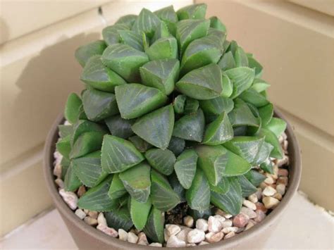 Haworthia retusa (Star Cactus) - World of Succulents