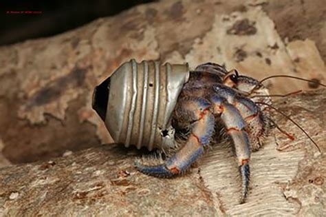 These Hermit Crabs Are Using Our Garbage as Shells | Hermit crab, Ocean ...