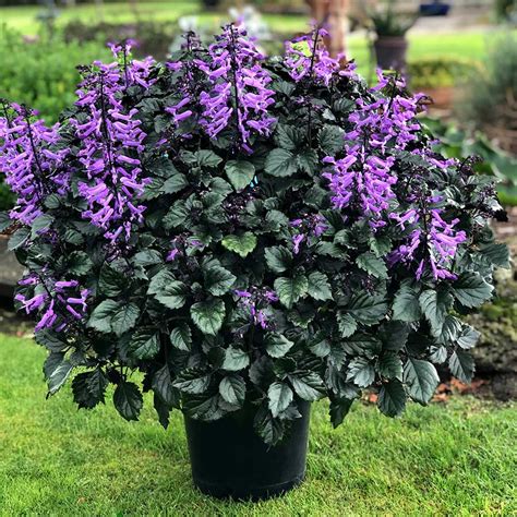 Bloom Time | TERRA NOVA® Nurseries, Inc.