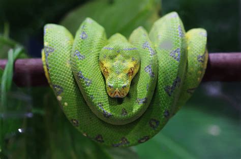 Green Tree Python - Animal Corner