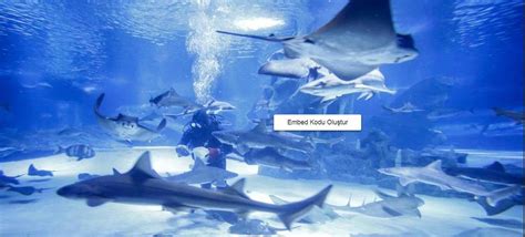 Divers in Antalya Aquarium – Asian Telegraph Qatar