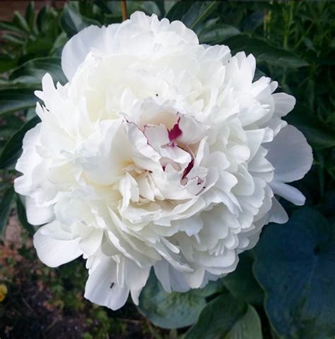 10 of the prettiest peony varieties to plant in your garden - Chatelaine