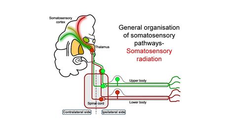 Ascending somatosensory pathways - YouTube