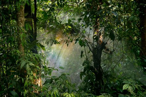 Rain Forest Photos, Download The BEST Free Rain Forest Stock Photos ...