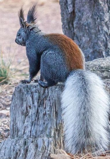 Coloration in a Kaibab Squirrel | Cute squirrel, Cute animals, Squirrel