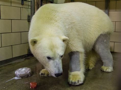 Polar bears have black skin and clear, hollow fur. Their clear fur allows more sunlight to reach ...