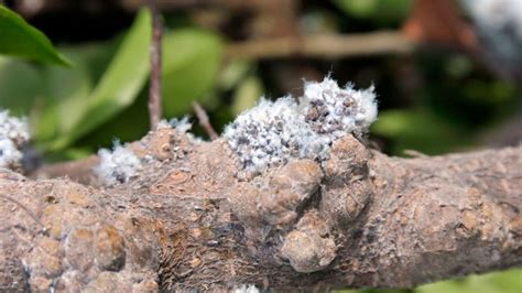 How Do You Get Rid of Little White Bugs That Look Like Dust? | Identification and Control Guide ...