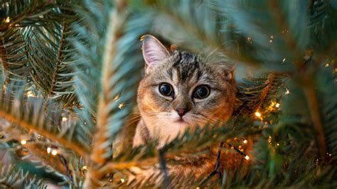 How to Cat-Proof Your Christmas Tree | Pet Drugs Online