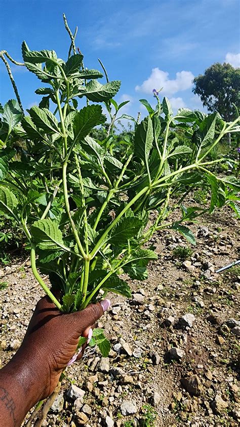 Blue Vervain Tea (1 Gallon or Fresh Leaves) | Chiccharney Farms