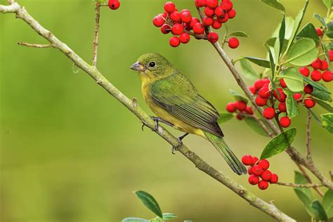 Female Painted Bunting On Branch Photograph by Adam Jones - Pixels