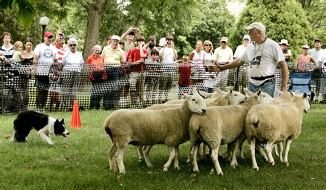 See sheep herding demonstrations in Naperville | Herding sheep, Dog ...