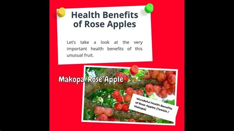 Makopa fruit / Rose apples| Benefits of this fruit - YouTube