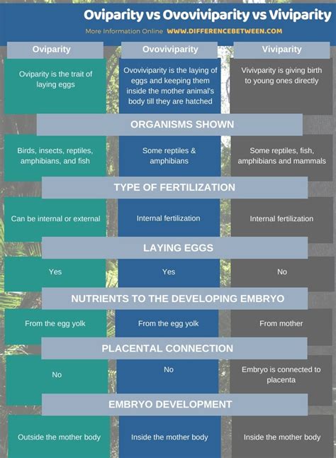 Difference Between Oviparity Ovoviviparity and Viviparity | Compare the Difference Between ...