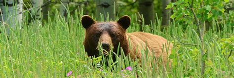 Wildlife watching - Waterton Lakes National Park