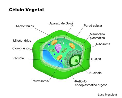 desenho da célula animal e vegetal - brainly.com.br