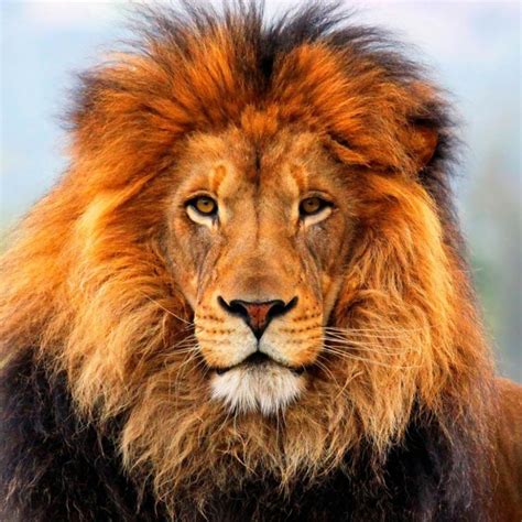 lion face front view - Google Search | Lion pictures, Beautiful lion ...