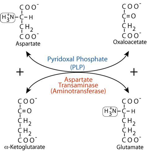 AMINO ACID METABOLISM : NITROGEN REACTIONS