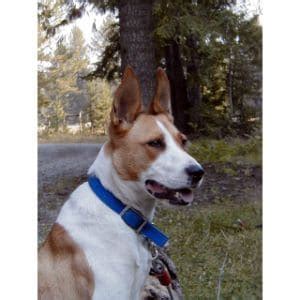 Most Common Basenji Mix Breeds! (2022)