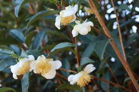 Camellia sinensis Tea Plant