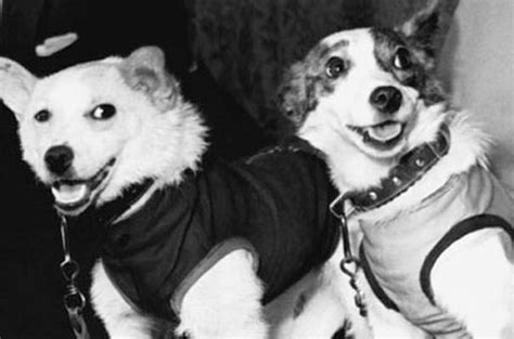 Belka and Strelka — Steemit