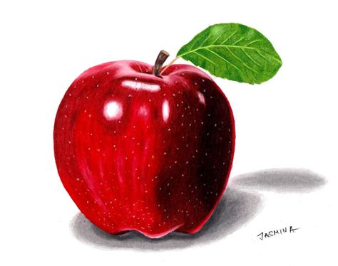 Colored pencil drawing of an Apple by JasminaSusak on DeviantArt