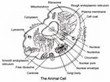 Plant And Animal Cells coloring Page  Free Printable Coloring Pages sketch template