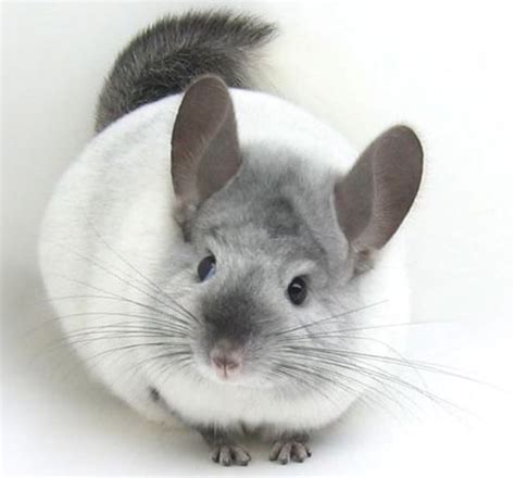 Pin on Ми-ми-милахи | Cute animal pictures, Baby animals, Chinchilla cute