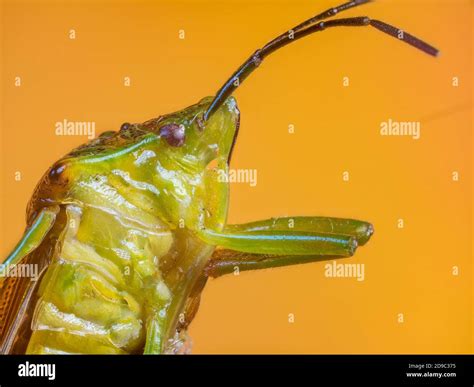 Green Shield Bug Stock Photo - Alamy